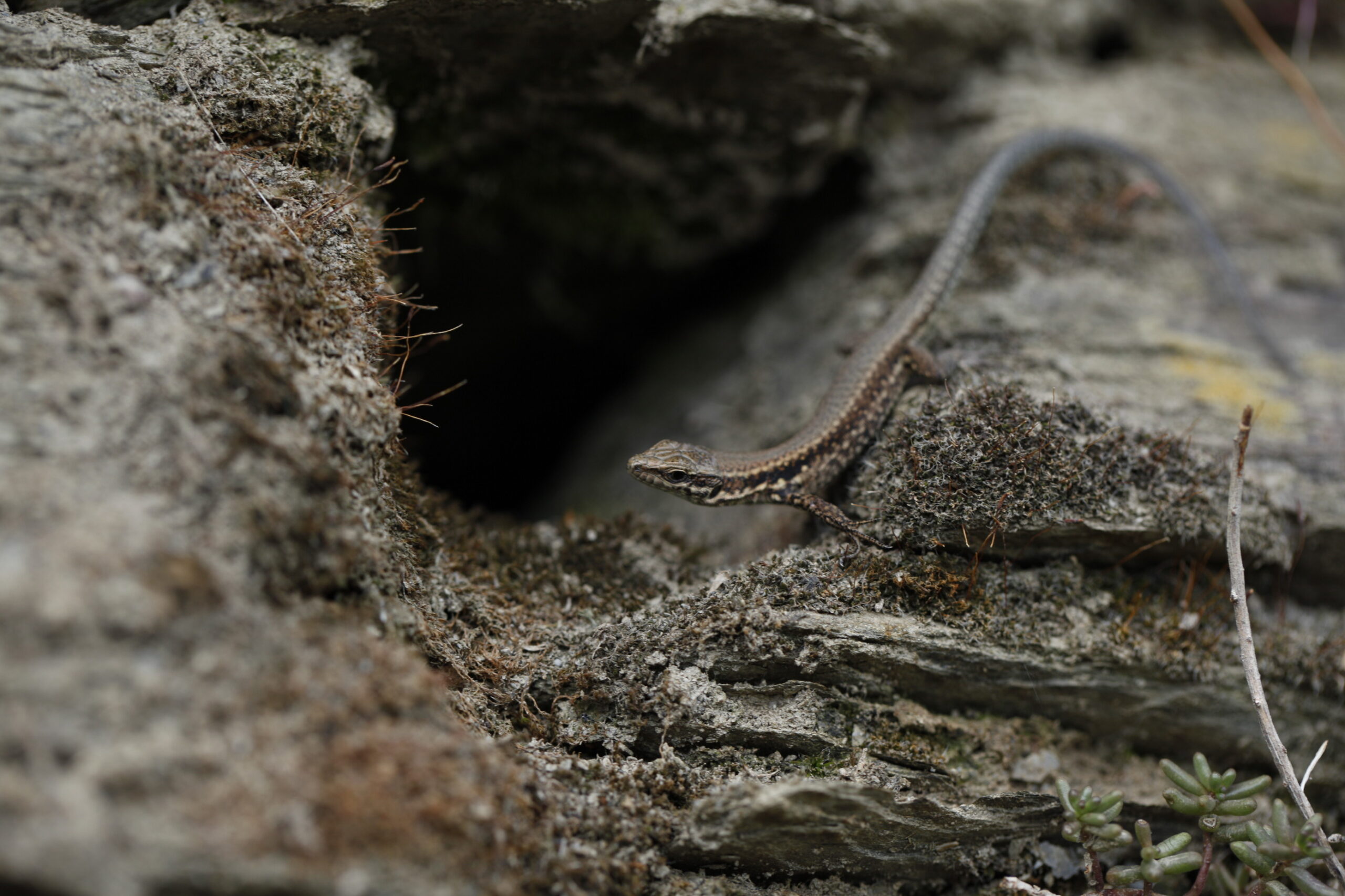 Eidechse auf einer Steinmauer im Weinberg des Weinguts Karl Veit